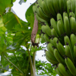 Biosuroeste: un modelo de desarrollo regenerativo