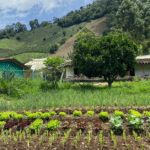 En Pueblorrico: la otra cara de La Envidia, la historia de la finca La Matilde Agroturismo