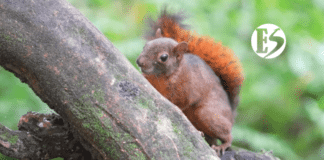 En el Suroeste: liberación de seis ardillas