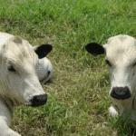 En La Pintada: presentarán caracterización productiva de ganadería con raza BON