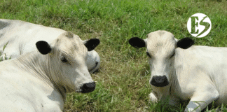 En La Pintada: presentarán caracterización productiva de ganadería con raza BON