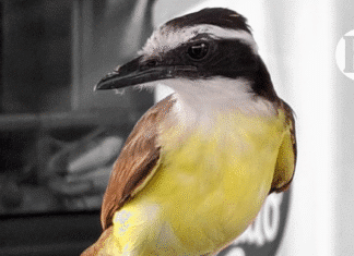 Crónica parroquial: El nido