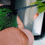Crónica parroquial: Corazón de colibrí