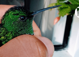 Crónica parroquial: Corazón de colibrí