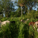 En el Suroeste: Támesis es sede del IV Congreso Internacional de Ganadería Regenerativa
