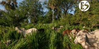 En el Suroeste: Támesis es sede del IV Congreso Internacional de Ganadería Regenerativa