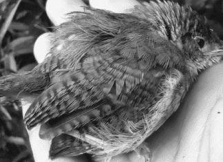 Crónica parroquial: Corazón marrón