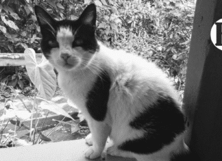 Crónica parroquial: Pelusa