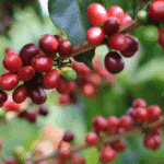 25 años de la Cooperativa de Caficultores de Antioquia