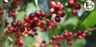 25 años de la Cooperativa de Caficultores de Antioquia