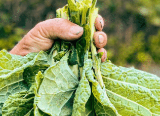 La economía del Suroeste