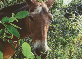 Crónica parroquial: Ojo de pueblo