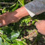 En el Suroeste: Fuerza Pública y autoridades locales se preparan para la cosecha cafetera