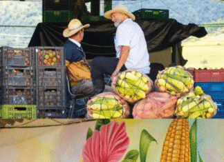 En Urrao: transformación de la Plaza de Mercado con naturaleza, cultura y paz