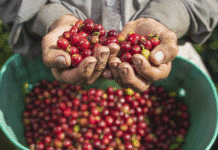 Cooperativa de Caficultores de Andes volverá a operar tras seis años de intervención