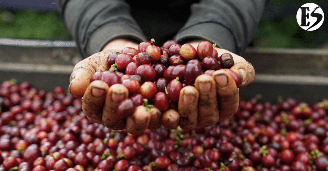 FERIA DE CAFÉ CONCORDIA-21