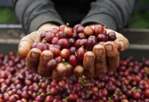 Concordia realizará la XV versión de la Feria Nacional de Café de Altura