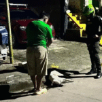 Presunto envenenamiento de cinco perros causa indignación en Valparaíso