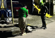 Presunto envenenamiento de cinco perros causa indignación en Valparaíso