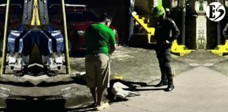 Presunto envenenamiento de cinco perros causa indignación en Valparaíso