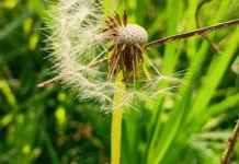 Crónica parroquial: Focos