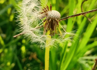 Crónica parroquial: Focos