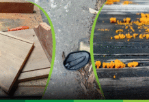 Crónica parroquial: Policrónicas