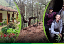 Comentario: Sentimiento Ayurá