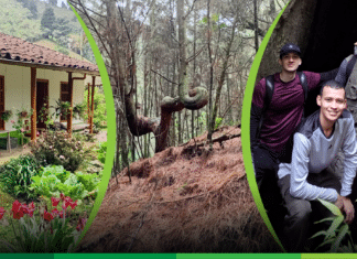 Comentario: Sentimiento Ayurá