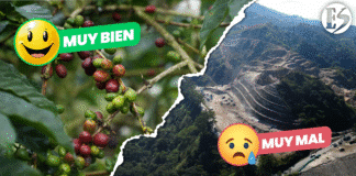 Muy Bien: El precio del café – Muy Mal: La incertidumbre con Las Areneras