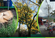 Comentario: Tocón amarillo