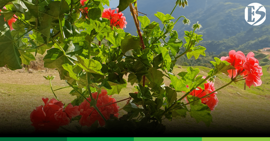 INNOVACIÓN EN LA GERENCIA SOCIAL