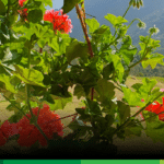 Innovación en la gerencia social, cuatro dilemas para pensar