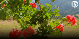 Innovación en la gerencia social, cuatro dilemas para pensar