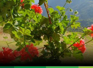 Innovación en la gerencia social, cuatro dilemas para pensar