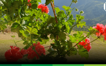 Innovación en la gerencia social, cuatro dilemas para pensar