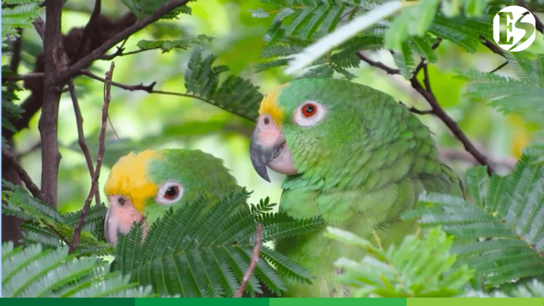 NUEVAS ÁREAS PROTEGIDAS CORANTIOQUIA