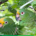 Corantioquia impulsa nuevas áreas libres de fauna silvestre en cautiverio en el Suroeste