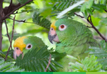 Corantioquia impulsa nuevas áreas libres de fauna silvestre en cautiverio en el Suroeste