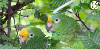 Corantioquia impulsa nuevas áreas libres de fauna silvestre en cautiverio en el Suroeste