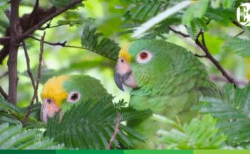 Corantioquia impulsa nuevas áreas libres de fauna silvestre en cautiverio en el Suroeste