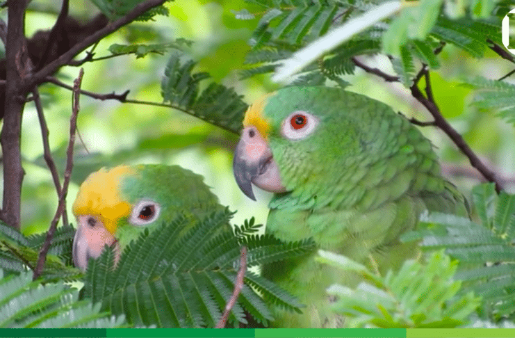 Corantioquia impulsa nuevas áreas libres de fauna silvestre en cautiverio en el Suroeste