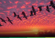 Cosas de Líderes: Test para saber si vos sos un buen líder o lideresa