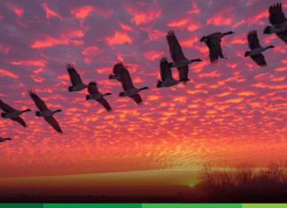 Cosas de Líderes: Test para saber si vos sos un buen líder o lideresa