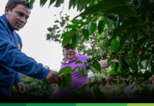 La Federación de Cafeteros también advierte sobre riesgos por posible fenómeno de El Niño