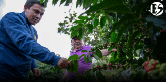 La Federación de Cafeteros también advierte sobre riesgos por posible fenómeno de El Niño