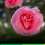 En Jardín: Fiestas de la Rosa y la Semana de la Cultura 2026