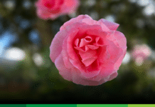 En Jardín: Fiestas de la Rosa y la Semana de la Cultura 2026