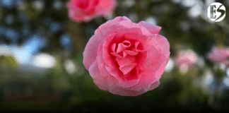 En Jardín: Fiestas de la Rosa y la Semana de la Cultura 2026