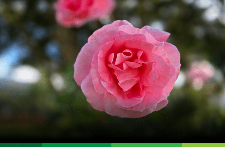 En Jardín: Fiestas de la Rosa y la Semana de la Cultura 2026